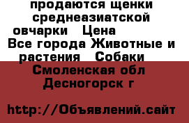 продаются щенки среднеазиатской овчарки › Цена ­ 30 000 - Все города Животные и растения » Собаки   . Смоленская обл.,Десногорск г.